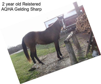 2 year old Reistered AQHA Gelding Sharp