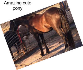 Amazing cute pony