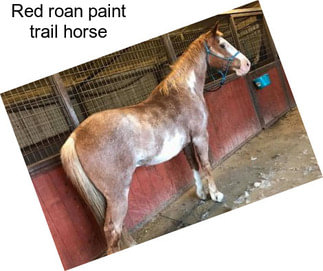 Red roan paint trail horse