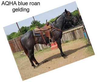 AQHA blue roan gelding