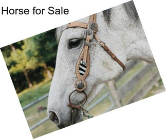 Horse for Sale