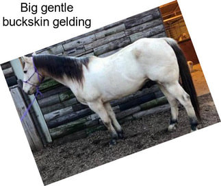 Big gentle buckskin gelding