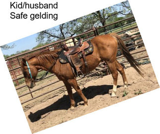 Kid/husband Safe gelding