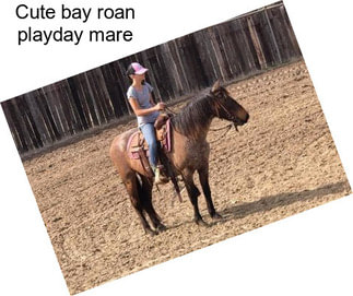 Cute bay roan playday mare