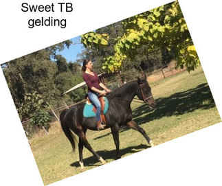 Sweet TB gelding