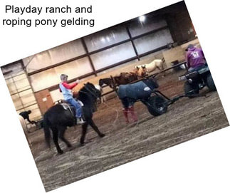 Playday ranch and roping pony gelding