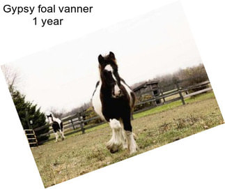 Gypsy foal vanner 1 year