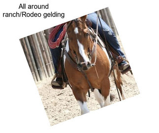 All around ranch/Rodeo gelding