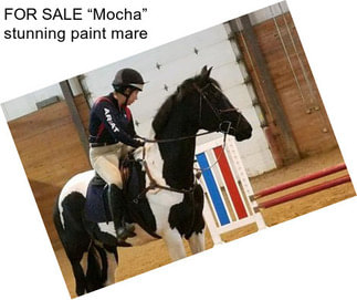FOR SALE “Mocha” stunning paint mare