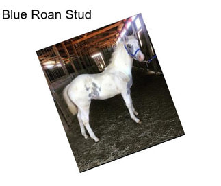 Blue Roan Stud