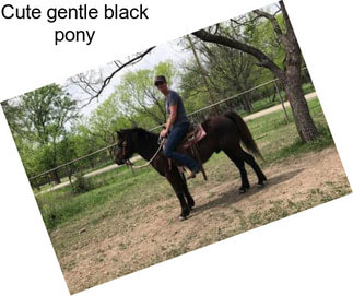 Cute gentle black pony