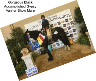 Gorgeous Black Accomplished Gypsy Vanner Show Mare