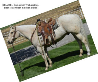 DELUXE - One owner Trail gelding - Been Trail ridden in seven States