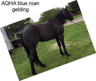 AQHA blue roan gelding