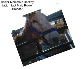 Senior Mammoth Donkey Jack Intact Male Proven Breeder