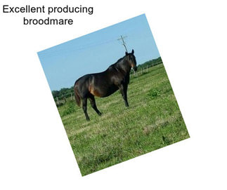 Excellent producing broodmare