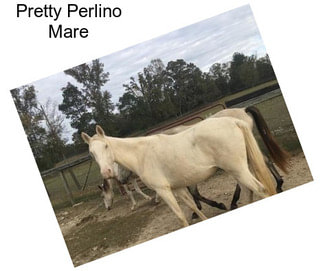 Pretty Perlino Mare