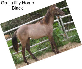 Grulla filly Homo Black