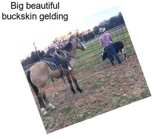 Big beautiful buckskin gelding