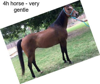 4h horse - very gentle