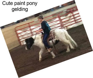 Cute paint pony gelding