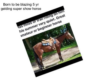 Born to be blazing 5 yr gelding super show horse