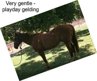 Very gentle - playday gelding