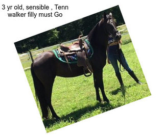 3 yr old, sensible , Tenn walker filly must Go