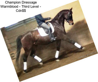 Champion Dressage Warmblood - Third Level - Cdn$$