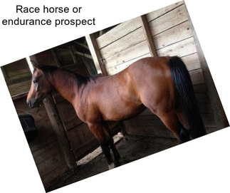 Race horse or endurance prospect