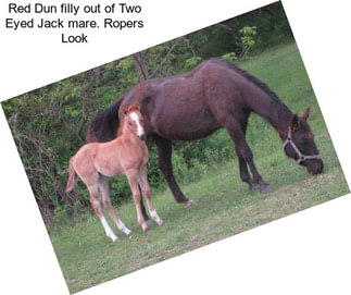 Red Dun filly out of Two Eyed Jack mare. Ropers Look