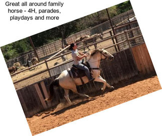 Great all around family horse - 4H, parades, playdays and more