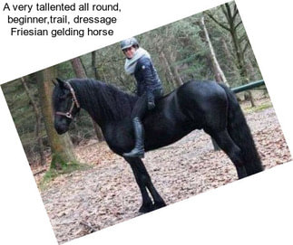 A very tallented all round, beginner,trail, dressage Friesian gelding horse