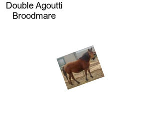 Double Agoutti Broodmare