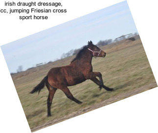 Irish draught dressage, cc, jumping Friesian cross sport horse