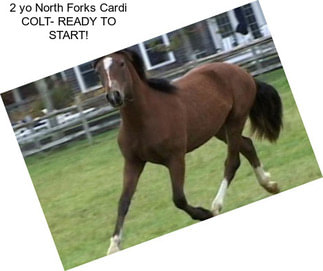 2 yo North Forks Cardi COLT- READY TO START!