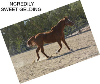 INCREDILY SWEET GELDING