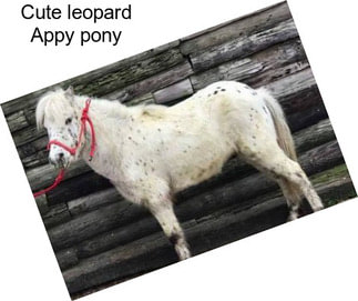 Cute leopard Appy pony