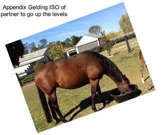 Appendix Gelding ISO of partner to go up the levels