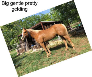 Big gentle pretty gelding