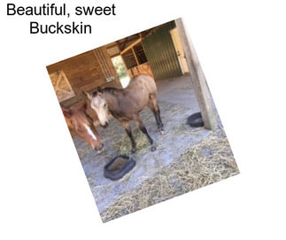 Beautiful, sweet Buckskin