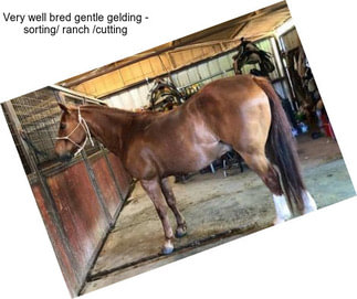 Very well bred gentle gelding - sorting/ ranch /cutting