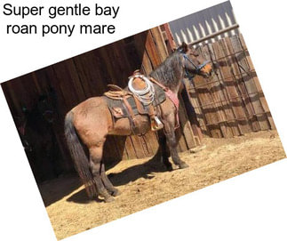 Super gentle bay roan pony mare