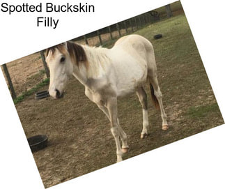 Spotted Buckskin Filly