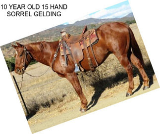 10 YEAR OLD 15 HAND SORREL GELDING