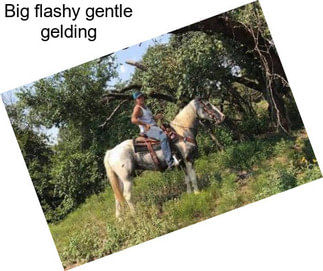 Big flashy gentle gelding