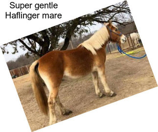 Super gentle Haflinger mare