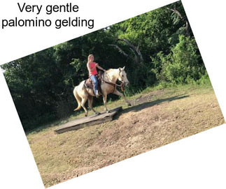 Very gentle palomino gelding