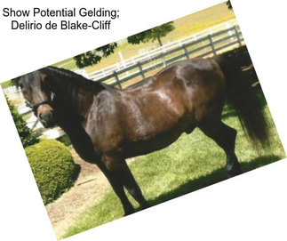 Show Potential Gelding; Delirio de Blake-Cliff