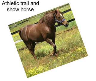 Athletic trail and show horse